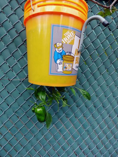 Container Grown Upside Down Pepper Plant