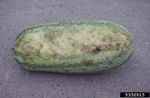 Watermelon With Anthracnose Disease
