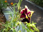 wilted pansy