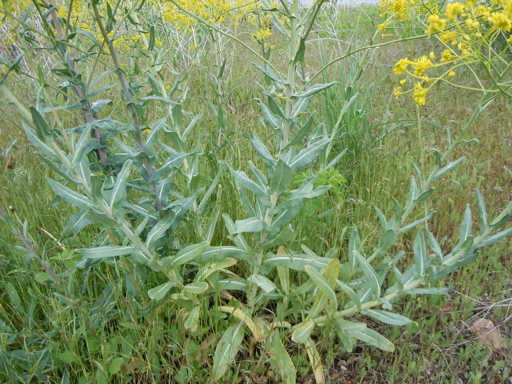 Harvesting Woad For Dye: How And When To Harvest Woad Leaves For Dyeing