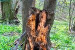 Wood Rotting Tree Trunk