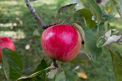 Red Ripe Akane Apple Growing on Tree