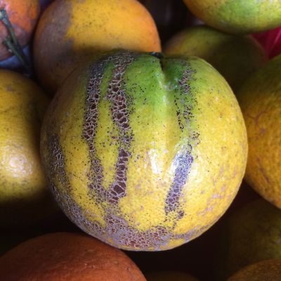 Citrus Melanose Fungus On Fruit