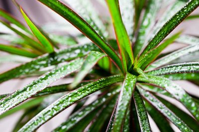 Dracaena Plant Covered In Water Droplets