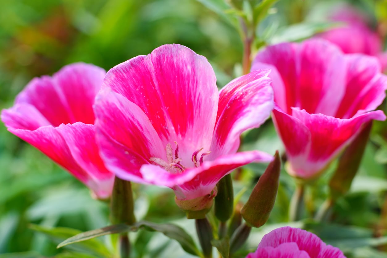 What Is A Godetia Plant: Learn About Clarkia Flowers In The Garden