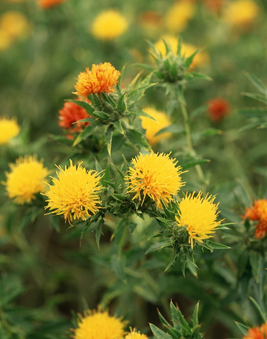 Safflower Care Guide Learn About Growing Requirements For Safflower Plants,Silver Dime