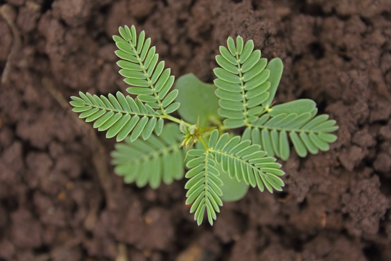 can acacia trees be propagated by cuttings