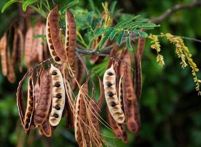 Seed Pods Growing on Acacia Trees