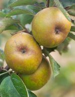 Ashmead Apples Growing on Tree