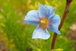 Single Himalayan Blue Poppy Flower