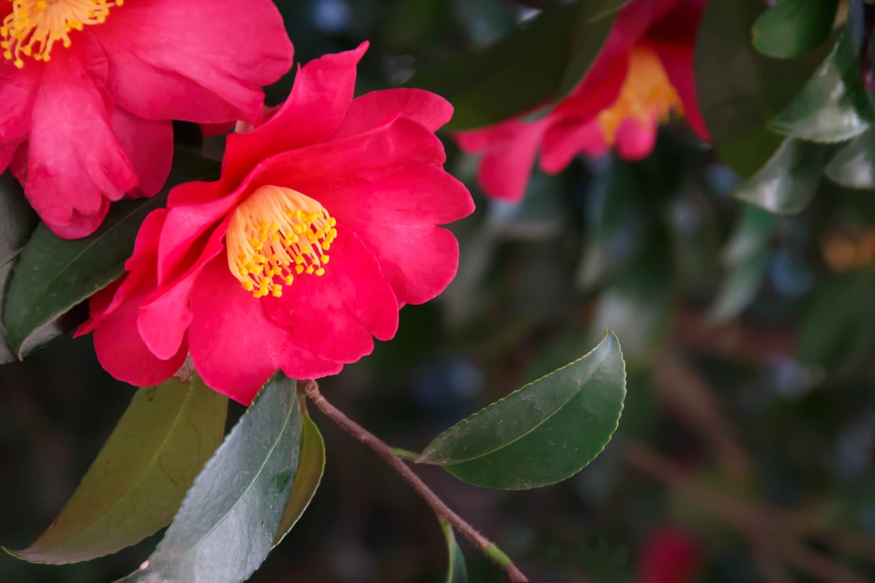 Reasons For Camellias Not Blooming: Learn How To Make Camellias Bloom