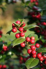 chinese holly