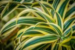 Striped Dracaena Plant