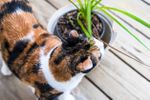 Calico Cat Smelling A Potted Plant