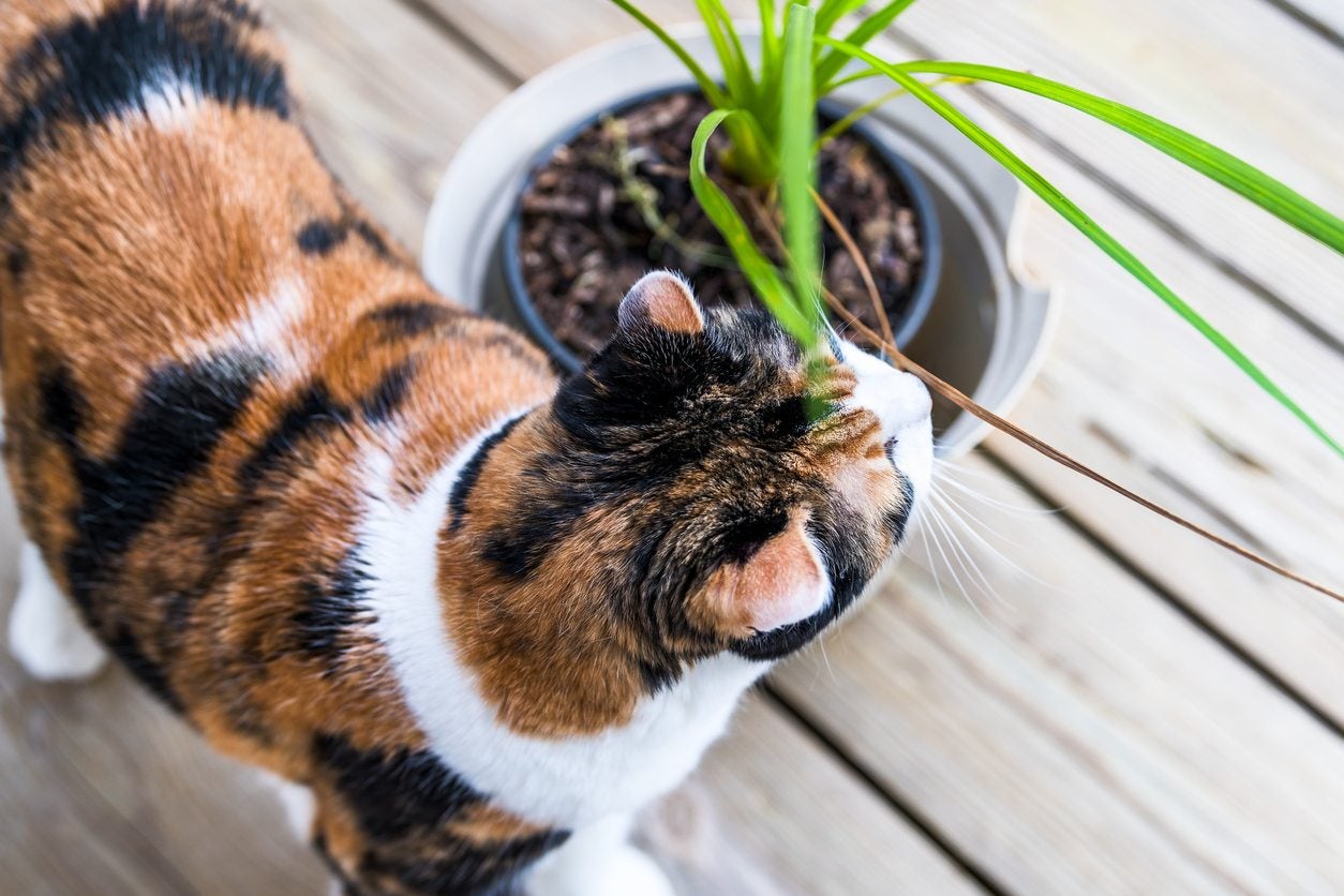 9 Poisonous Plants Every Cat Owner