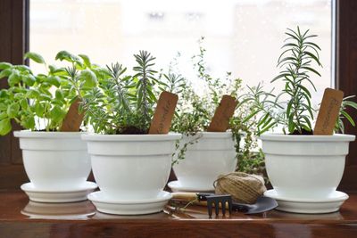 Four Indoor Potted Herbs