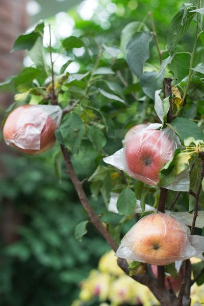 Plastic Covering Apples On Tree