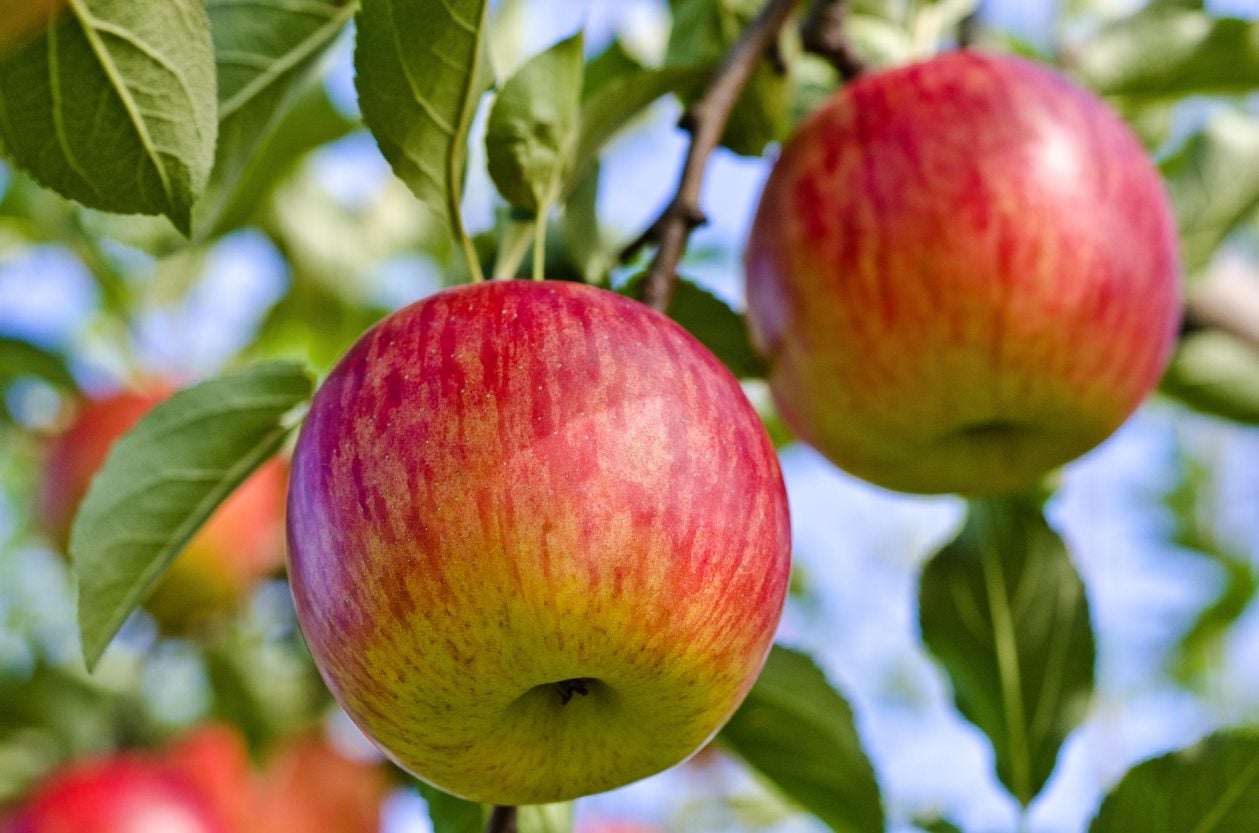 When does apple tree produce fruit
