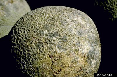Cucurbit Fusarium Rind Rot On Melon