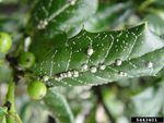 White Spots On Holly Plant