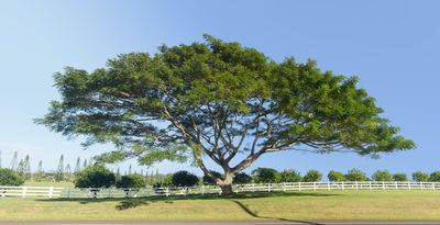 Large Acacia Koa Tree