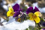 Pansy Flowers Covered With Snow