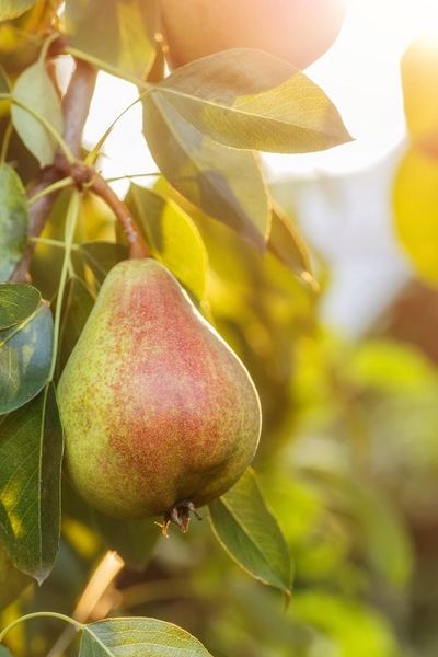 European Pear On Tree
