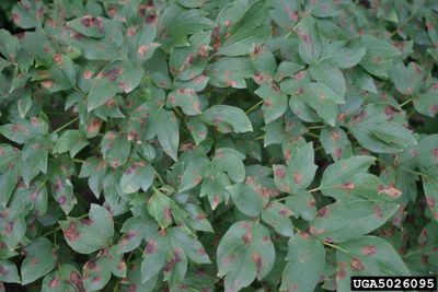 Red Measle Spots On Peony Plants