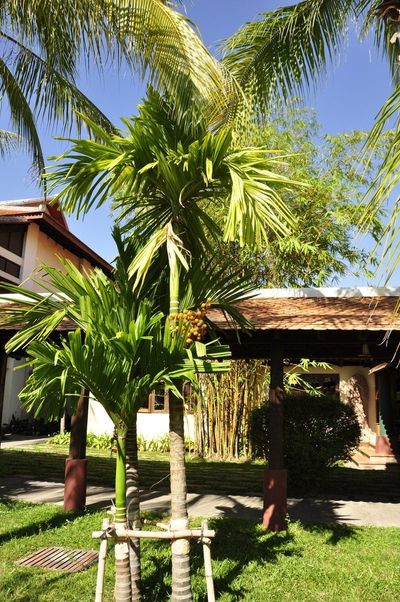 Pindo Palm Trees In Front Yard