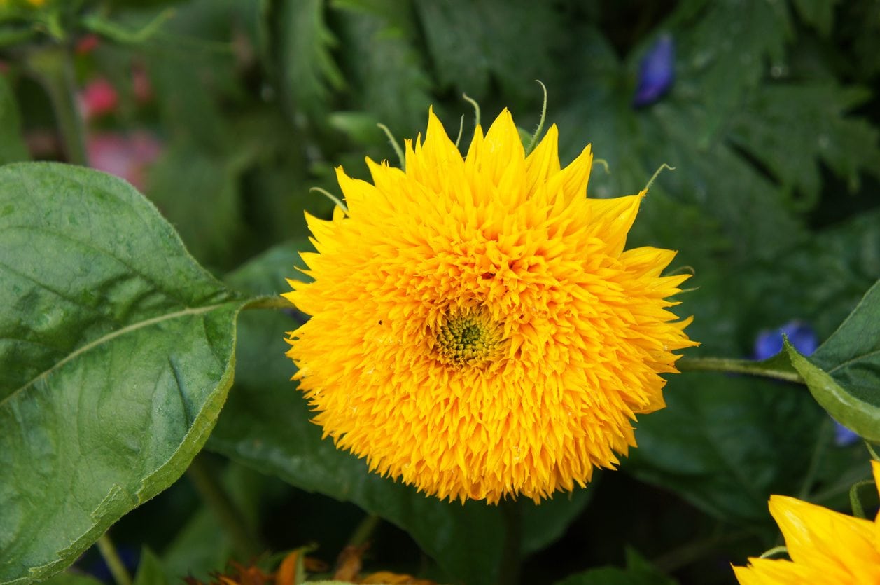 Teddy Bear Sunflower Info Learn How To Grow A Teddy Bear Sunflower
