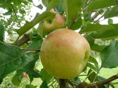 Topaz Apple Tree Full Of Fruits