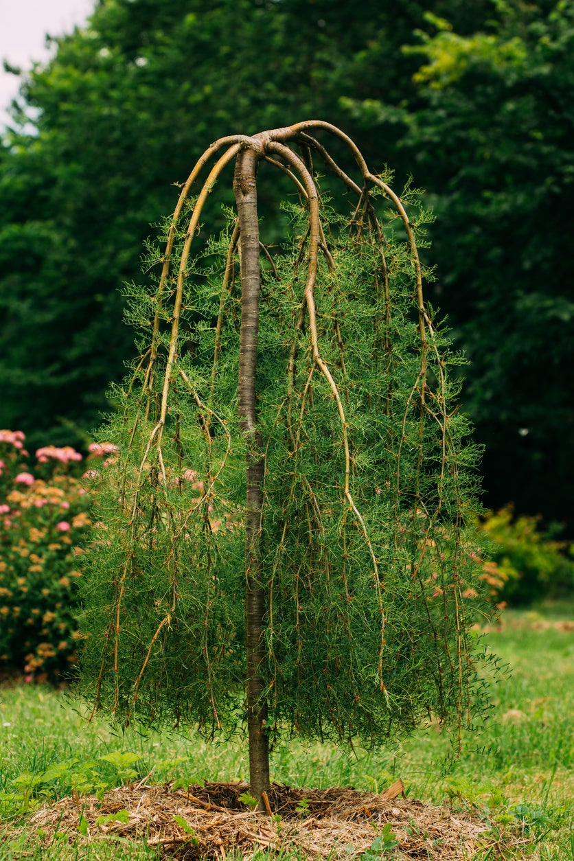 Walker S Weeping Caragana Care Learn How To Grow A Weeping Caragana