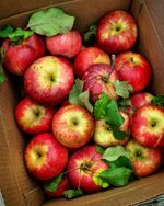 Box Full Of Wolf River Apples