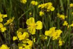 Yellow-Eyed Grass Plants