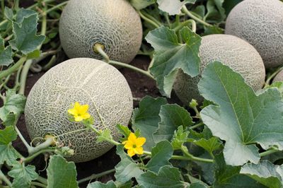 Vines Full Of Large Melons