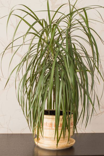 Indoor Potted Dracaena Plant