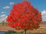 A stunning bright red maple tree in a field