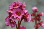 Pink Bergenia Flowers