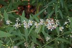 calico aster