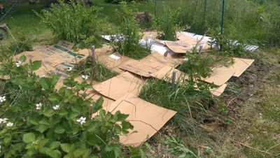 Flattened Cardboard In The Garden