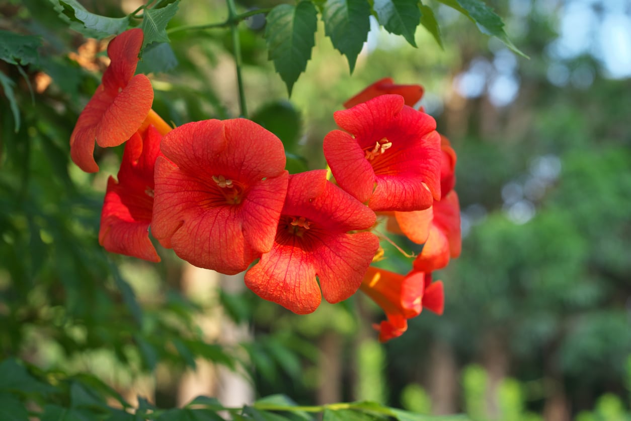 trumpet creeper chinese plant vines flower vine tips care learn campsis grandiflora info growing gardeningknowhow information chigasaki creepers