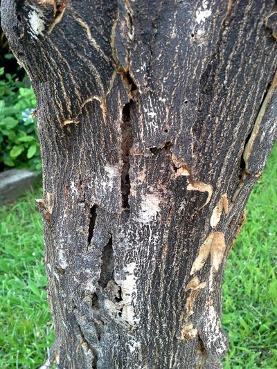 Phytophthora Root Rot On Citrus Tree Trunk
