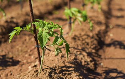 Row Of Tomato Plants In Dirt