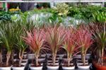dracaena seedlings