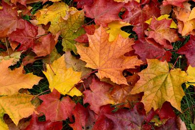 fall-leaves-400x267.jpg