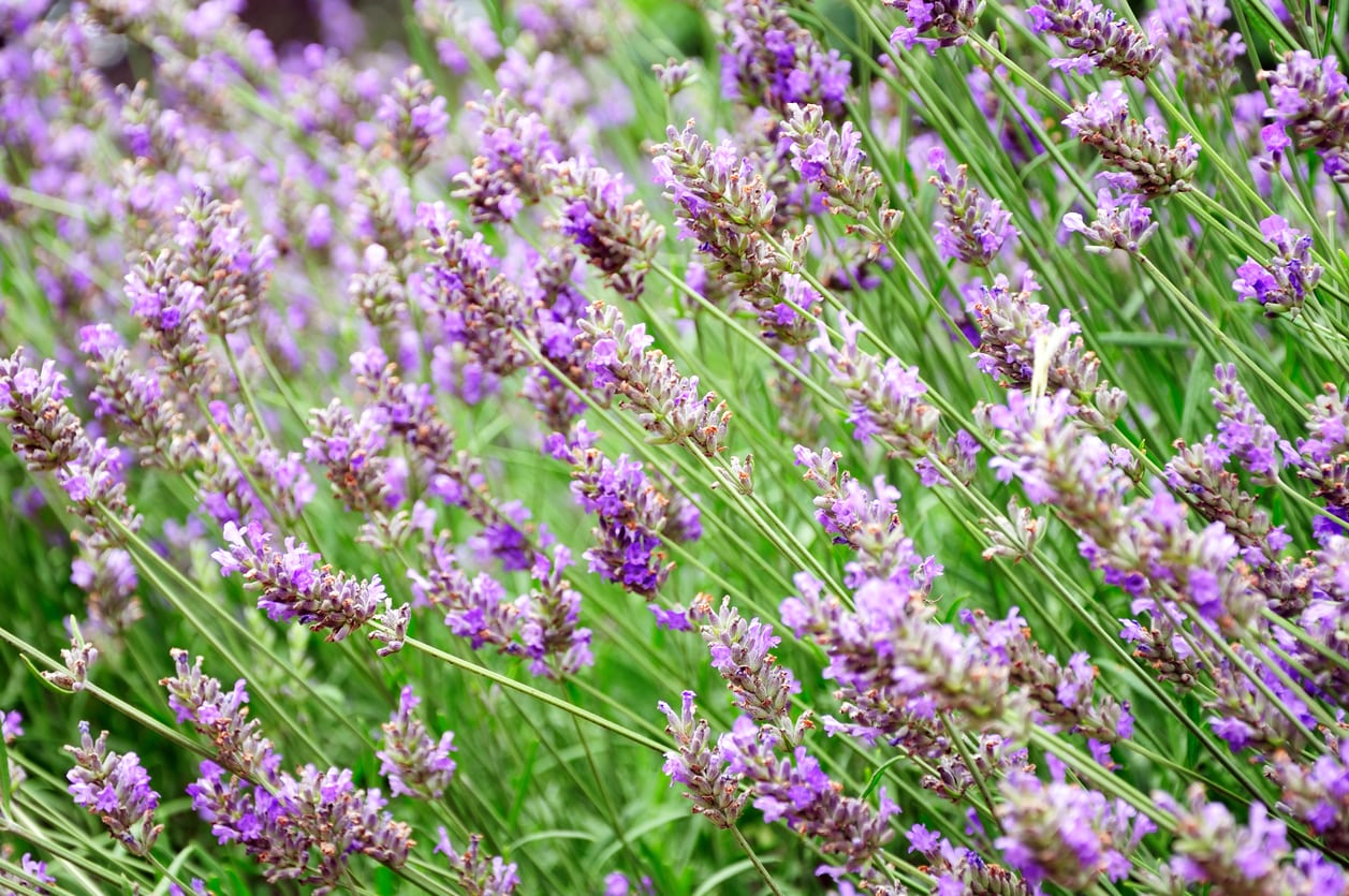 Enjoy the Sweet Aroma of Phenomenal Lavender in Your Garden - Tips for Growing and Harvesting