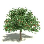 fruit tree form