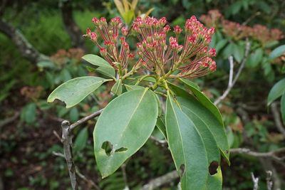 Damaged Leaves On A Mountain Laurel Plant