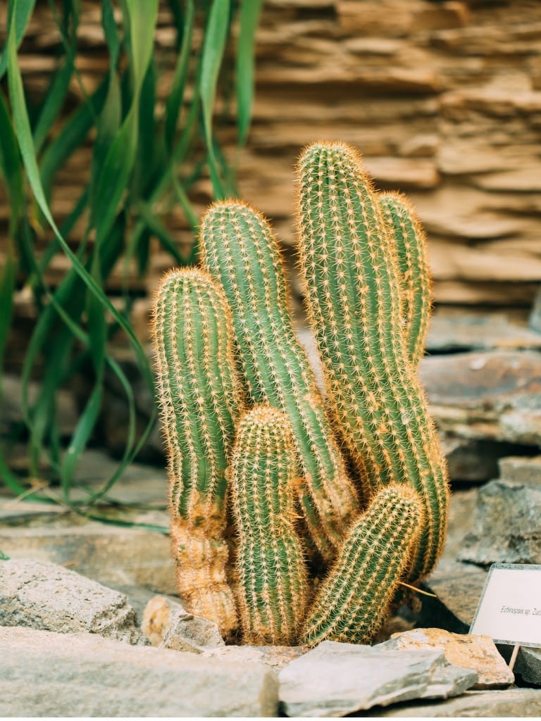 What Is A Peanut Cactus – How To Grow Chamaecereus Cactus Plants
