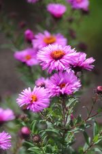 pink asters